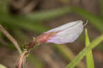 Eastern milkpea